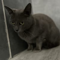 ANOUK, chatte à adopter