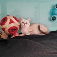 ARNOLD, chat à adopter
