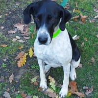 TESKA, chienne à adopter
