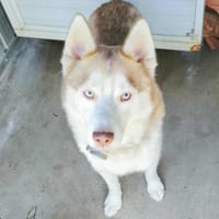 Ric, chien à adopter