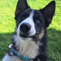 ASKO, chien à adopter
