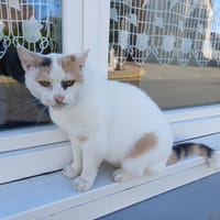 Ysa, chatte à adopter
