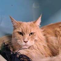 ROSE(réservée) QCT, chatte à adopter