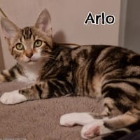 ARLO, chat à adopter