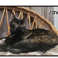 JAVA, chatte à adopter