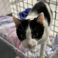 AMALIA, chatte à adopter