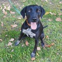 TEXAS, chienne à adopter