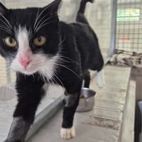 HOMARD, chat à adopter