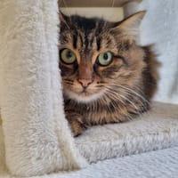 Lua, chatte à adopter