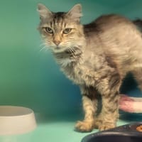 SILENE, chatte à adopter
