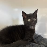 Lolipop, chat à adopter