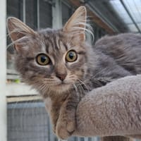KASY, chatte à adopter
