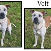 VOLT, chien à adopter
