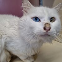 Dino, chat à adopter