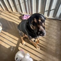 Vladimir, chien à adopter