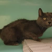 LUENA PAB28050, chatte à adopter