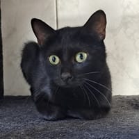 WAKANDA, chatte à adopter