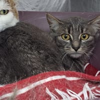 COUSCOUS, chatte à adopter