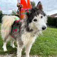 TESSA, chienne à adopter