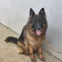 RICHKA, chienne à adopter