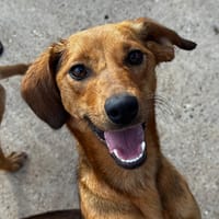 MATATA, chienne à adopter