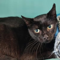 TETINE QCT, chatte à adopter