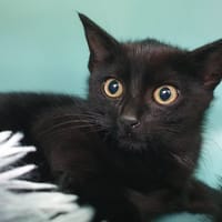 KIM CHA, chatte à adopter