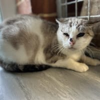 SUYOIL, chatte à adopter