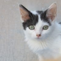 Ré, chat à adopter
