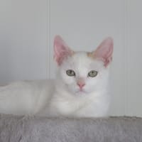 Sol, chat à adopter