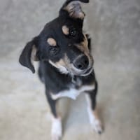 RUBIS, chienne à adopter