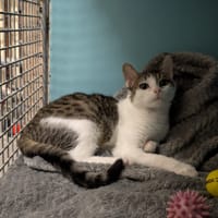 Tigrou, chat à adopter