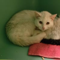 HERA PAB28040, chatte à adopter