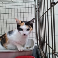 ETOILE, chatte à adopter