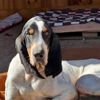 AZRIEL, chien à adopter