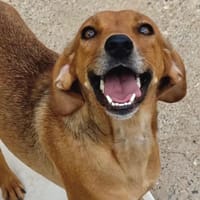 HAKUNA, chienne à adopter