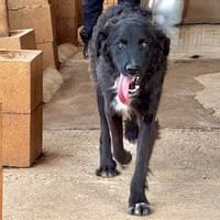 BWANA, chien à adopter