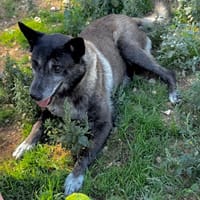 MAMIE, chienne à adopter