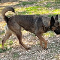 UNA, chienne à adopter