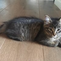 TRIXIE, chatte à adopter