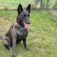 REIKO, chien à adopter