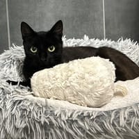 WENEREI, chatte à adopter