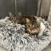 LANGOUSTINE, chatte à adopter