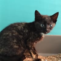 Carla, chatte à adopter