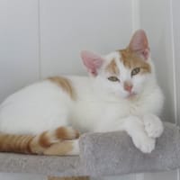 Si, chat à adopter