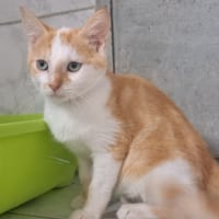 MOSHI, chat à adopter