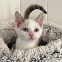 snow, chat à adopter