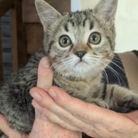 Octavia [Chaton], chatte à adopter