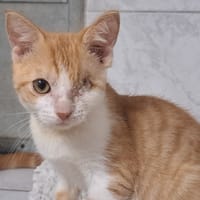 PISTACHE, chatte à adopter
