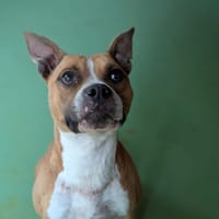 POLKA, chienne à adopter
